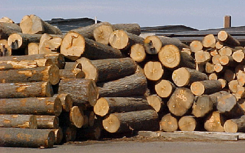 Nhập gỗ nguyên liệu từ các nước tiểu vùng sông Mê Kông: Thận trọng và tránh rủi ro